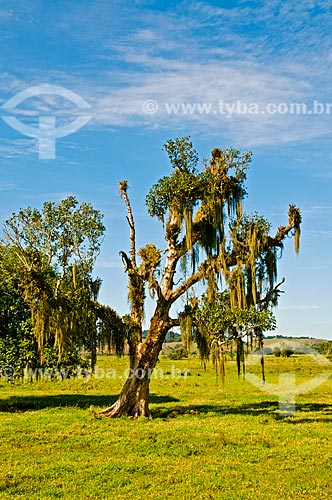  Subject: View of pasture with tree in highlighted / Place: Aldeia Velha District  - Silva Jardim - Rio de Janeiro (RJ) - Brasil / Date: 06/2013 