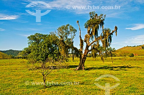 Subject: View of pasture with tree in highlighted / Place: Aldeia Velha District  - Silva Jardim - Rio de Janeiro (RJ) - Brasil / Date: 06/2013 