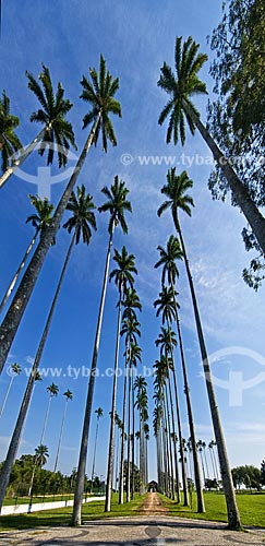  Subject: Palm trees at the entrance of House Museum Quissama - antique residence of Viscount of Araruama / Place: Quissama city - Rio de Janeiro state (RJ) - Brazil / Date: 06/2013 