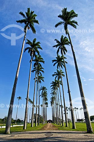  Subject: Palm trees at the entrance of House Museum Quissama - antique residence of Viscount of Araruama / Place: Quissama city - Rio de Janeiro state (RJ) - Brazil / Date: 06/2013 