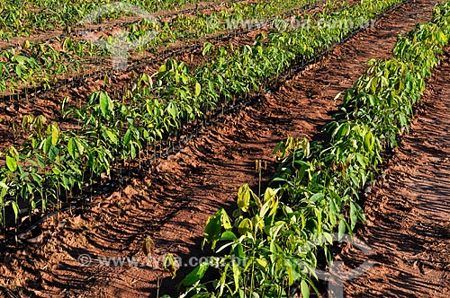  Subject: Rubber tree (Hevea brasiliensis) seedlings irrigated / Place: Ouroeste city - Sao Paulo state (SP) - Brazil / Date: 07/2013 