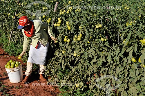  Subject: Harvest of Longa Vida Envarado Tomato plantation / Place: Ouroeste city - Sao Paulo state (SP) - Brazil / Date: 07/2013 