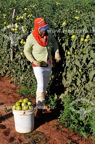  Subject: Harvest of Longa Vida Envarado Tomato plantation / Place: Ouroeste city - Sao Paulo state (SP) - Brazil / Date: 07/2013 