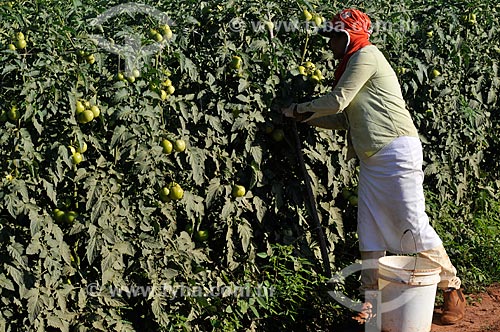 Subject: Harvest of Longa Vida Envarado Tomato plantation / Place: Ouroeste city - Sao Paulo state (SP) - Brazil / Date: 07/2013 