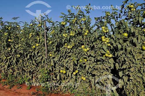  Subject: Longa Vida Envarado Tomato plantation / Place: Ouroeste city - Sao Paulo state (SP) - Brazil / Date: 07/2013 
