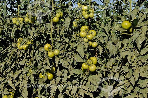  Subject: Longa Vida Envarado Tomato plantation / Place: Ouroeste city - Sao Paulo state (SP) - Brazil / Date: 07/2013 