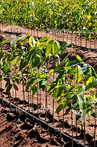  Subject: Rubber tree (Hevea brasiliensis) seedlings irrigated / Place: Ouroeste city - Sao Paulo state (SP) - Brazil / Date: 07/2013 