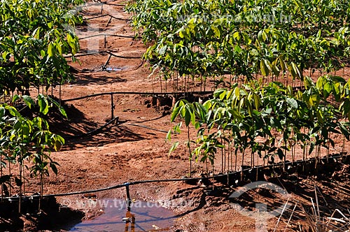  Subject: Rubber tree (Hevea brasiliensis) seedlings irrigated / Place: Ouroeste city - Sao Paulo state (SP) - Brazil / Date: 07/2013 