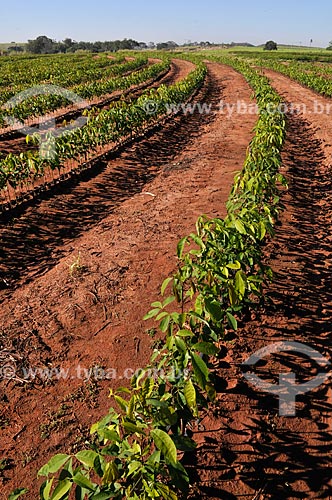  Subject: Rubber tree (Hevea brasiliensis) seedlings irrigated / Place: Ouroeste city - Sao Paulo state (SP) - Brazil / Date: 07/2013 