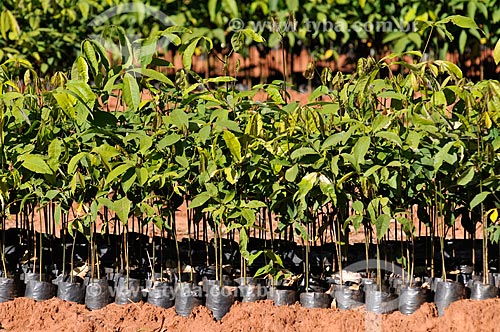  Subject: Rubber tree (Hevea brasiliensis) seedlings irrigated / Place: Ouroeste city - Sao Paulo state (SP) - Brazil / Date: 07/2013 