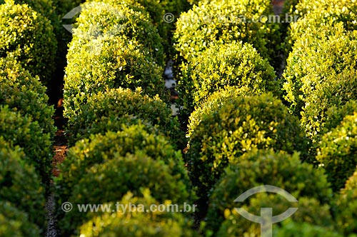  Subject: Boxwood (Buxus sempervirens) - Ornamental plant / Place: Potirendaba city - Sao Paulo state (SP) - Brazil / Date: 08/2013 