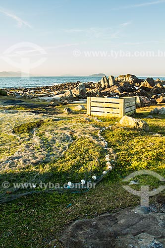  Subject: Fishing net on the grass at Armacao Beach / Place: Florianopolis city - Santa Catarina state (SC) - Brazil / Date: 07/2013 