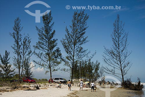  Subject: Pines tree on the coast of Ilha Comprida city - North Boqueirao / Place: Ilha Comprida city - Sao Paulo state (SP) - Brazil / Date: 11/2012 