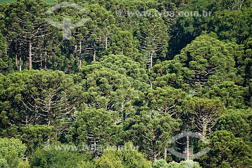  Subject: Araucarias (Araucaria angustifolia) / Place: Catanduvas city - Parana state (PR) - Brazil / Date: 01/2013 