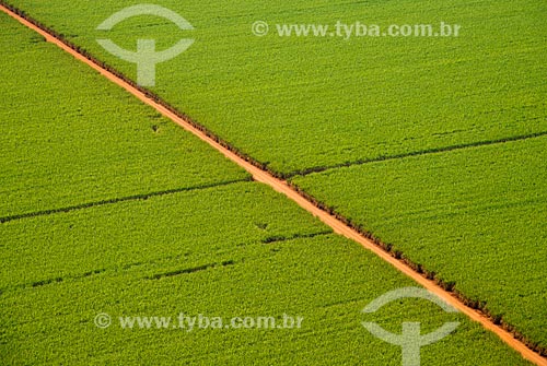  Subject: Aerial view of plantation of sugarcane / Place: Pontal city - Sao Paulo state (SP) - Brazil / Date: 05/2013 