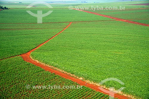  Subject: Aerial view of plantation of sugarcane / Place: Ribeirao Preto city - Sao Paulo state (SP) - Brazil / Date: 05/2013 