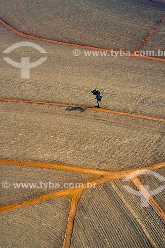  Subject: Tree planting in the middle of sugarcane field already harvested / Place: Bebedouro city - Sao Paulo state (SP) - Brazil / Date: 05/2013 