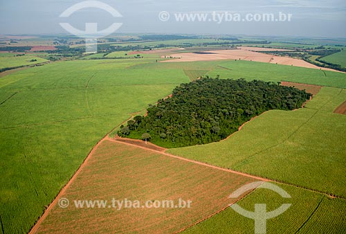  Subject: Aerial view of plantation of sugarcane near to forest reserve / Place: Pitangueiras city - Sao Paulo state (SP) - Brazil / Date: 05/2013 