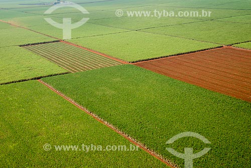  Subject: Aerial view of plantation of sugarcane / Place: Morro Agudo city - Sao Paulo state (SP) - Brazil / Date: 05/2013 