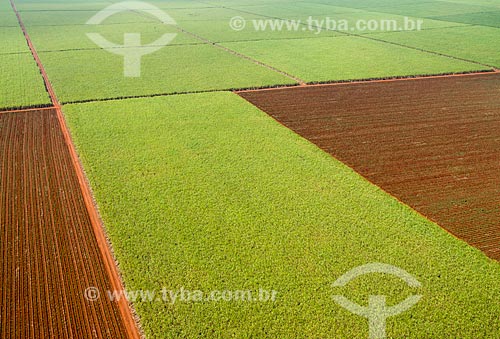  Subject: Aerial view of plantation of sugarcane / Place: Morro Agudo city - Sao Paulo state (SP) - Brazil / Date: 05/2013 