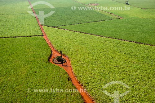  Subject: Aerial view of plantation of sugarcane / Place: Morro Agudo city - Sao Paulo state (SP) - Brazil / Date: 05/2013 