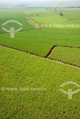  Subject: Aerial view of plantation of sugarcane / Place: Morro Agudo city - Sao Paulo state (SP) - Brazil / Date: 05/2013 