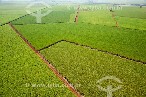  Subject: Aerial view of plantation of sugarcane / Place: Morro Agudo city - Sao Paulo state (SP) - Brazil / Date: 05/2013 