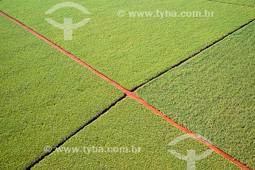  Subject: Aerial view of plantation of sugarcane / Place: Morro Agudo city - Sao Paulo state (SP) - Brazil / Date: 05/2013 