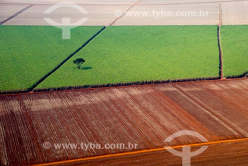  Subject: Aerial view of plantation of sugarcane / Place: Morro Agudo city - Sao Paulo state (SP) - Brazil / Date: 05/2013 