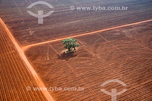  Subject: Tree planting in the middle of sugarcane field already harvested / Place: Guaira city - Sao Paulo state (SP) - Brazil / Date: 05/2013 