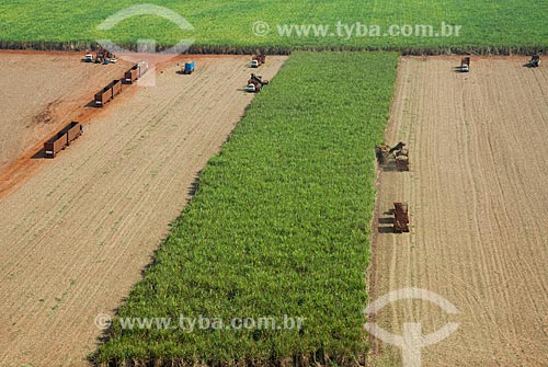  Subject: Mechanized harvesting of sugarcane / Place: Morro Agudo city - Sao Paulo state (SP) - Brazil / Date: 05/2013 