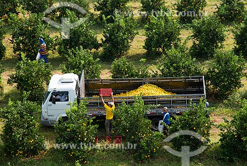  Subject: Aerial view of manual harvest of orange / Place: Bebedouro city - Sao Paulo state (SP) - Brazil / Date: 05/2013 