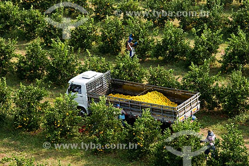  Subject: Aerial view of manual harvest of orange / Place: Bebedouro city - Sao Paulo state (SP) - Brazil / Date: 05/2013 