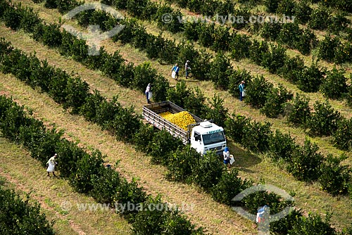  Subject: Aerial view of manual harvest of orange / Place: Bebedouro city - Sao Paulo state (SP) - Brazil / Date: 05/2013 