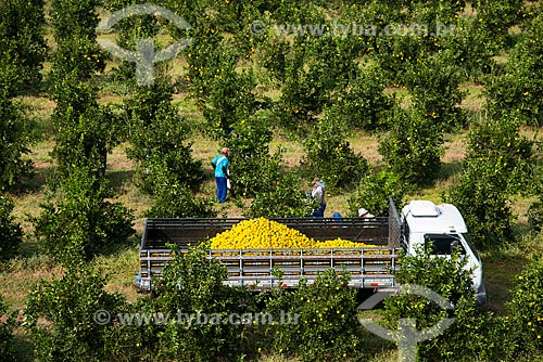  Subject: Aerial view of manual harvest of orange / Place: Bebedouro city - Sao Paulo state (SP) - Brazil / Date: 05/2013 