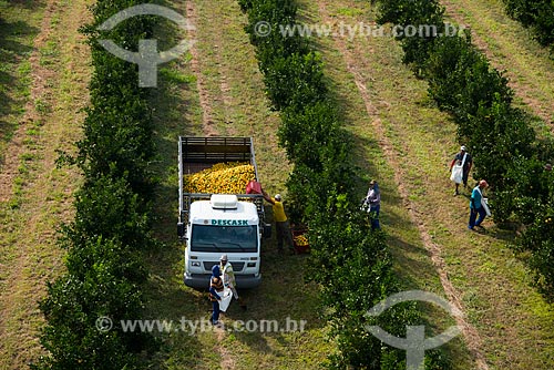  Subject: Aerial view of manual harvest of orange / Place: Bebedouro city - Sao Paulo state (SP) - Brazil / Date: 05/2013 