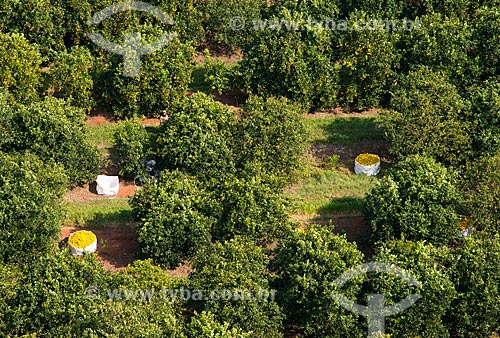  Subject: Aerial view of manual harvest of orange / Place: Barretos city - Sao Paulo state (SP) - Brazil / Date: 05/2013 