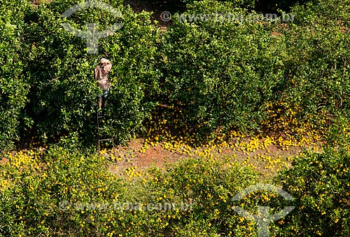  Subject: Aerial view of manual harvest of orange / Place: Barretos city - Sao Paulo state (SP) - Brazil / Date: 05/2013 