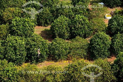  Subject: Aerial view of manual harvest of orange / Place: Barretos city - Sao Paulo state (SP) - Brazil / Date: 05/2013 