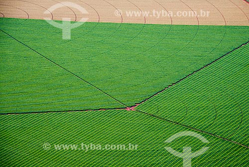  Subject: Aerial view of irrigation with central pivot in planting of corn / Place: Guaira city - Sao Paulo state (SP) - Brazil / Date: 05/2013 