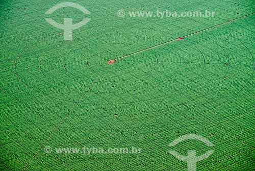  Subject: Aerial view of irrigation with central pivot in planting of corn / Place: Guaira city - Sao Paulo state (SP) - Brazil / Date: 05/2013 