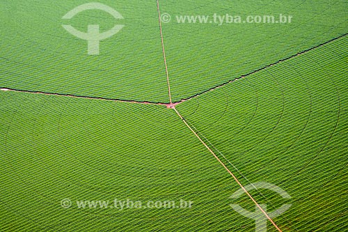  Subject: Aerial view of irrigation with central pivot in planting of corn / Place: Guaira city - Sao Paulo state (SP) - Brazil / Date: 05/2013 