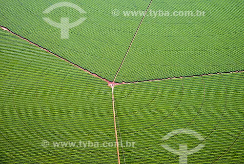  Subject: Aerial view of irrigation with central pivot in planting of corn / Place: Guaira city - Sao Paulo state (SP) - Brazil / Date: 05/2013 