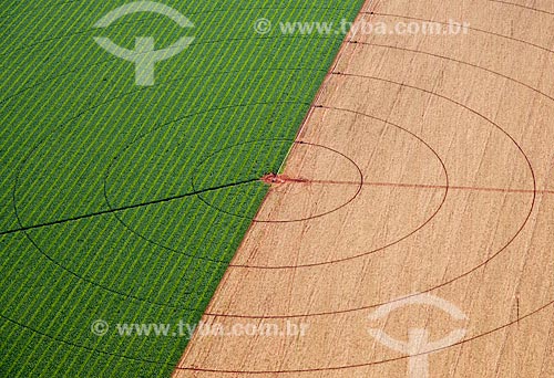  Subject: Aerial view of irrigation with central pivot in planting of corn / Place: Guaira city - Sao Paulo state (SP) - Brazil / Date: 05/2013 