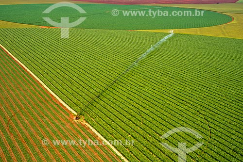  Subject: Aerial view of irrigation with central pivot in planting of corn / Place: Guaira city - Sao Paulo state (SP) - Brazil / Date: 05/2013 
