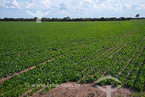  Subject: Bean plantation / Place: Luis Eduardo Magalhaes city - Bahia state (BA) - Brazil / Date: 07/2013 