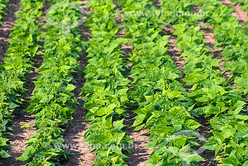  Subject: Seedling at bean plantation / Place: Luis Eduardo Magalhaes city - Bahia state (BA) - Brazil / Date: 07/2013 
