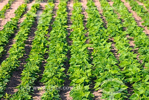  Subject: Seedling at bean plantation / Place: Luis Eduardo Magalhaes city - Bahia state (BA) - Brazil / Date: 07/2013 