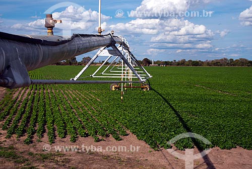  Subject: Irrigation with central pivot at bean plantation / Place: Luis Eduardo Magalhaes city - Bahia state (BA) - Brazil / Date: 07/2013 