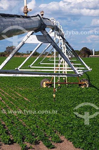  Subject: Irrigation with central pivot at bean plantation / Place: Luis Eduardo Magalhaes city - Bahia state (BA) - Brazil / Date: 07/2013 
